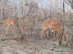 Suedafrika (299)